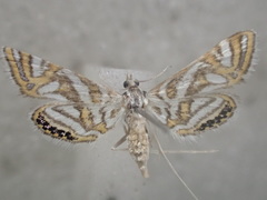 Anydraula