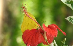 Phoebis philea