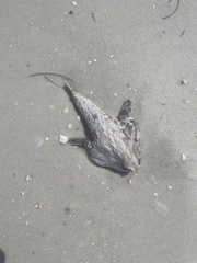 Ogcocephalus