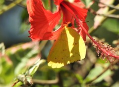 Phoebis philea