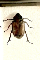 Osmoderma subplanata