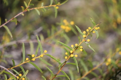 Acacia cochlearis