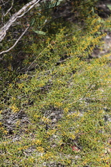 Acacia cochlearis