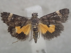 Heliothela ophideresana