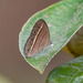 Paryphthimoides flavofascia - Photo (c) rick_costa, alguns direitos reservados (CC BY-NC), uploaded by rick_costa