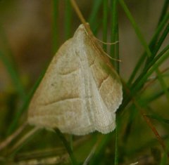 Petrophora chlorosata
