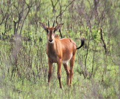 Hippotragus niger roosevelti