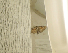 Eupithecia anticaria