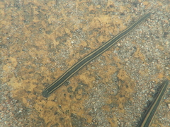 Richardsonianus australis