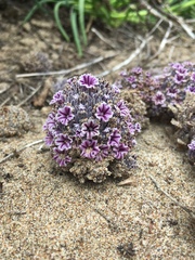 Pholisma arenarium