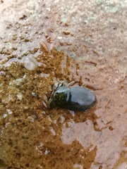 Ambrysus