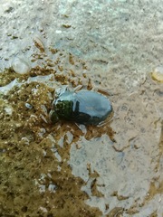 Ambrysus