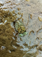 Ambrysus