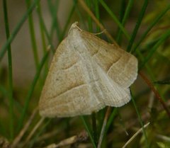 Petrophora chlorosata