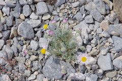 Erigeron concinnus