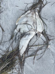 Ogcocephalus