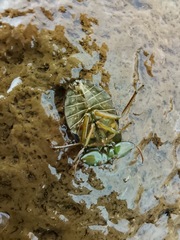 Ambrysus