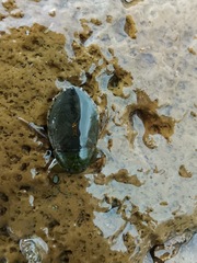 Ambrysus