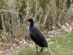Porphyrio melanotus