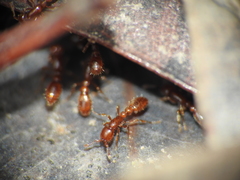 Ooceraea australis