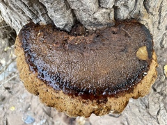 Inonotus munzii