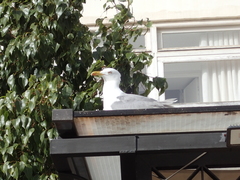 Larus michahellis