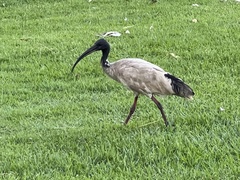 Threskiornis molucca