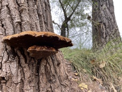 Inonotus munzii