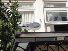 Larus michahellis