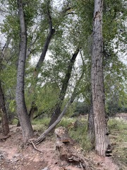 Inonotus munzii