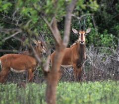 Hippotragus niger roosevelti