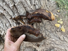 Inonotus munzii