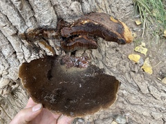 Inonotus munzii