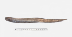 Simenchelys parasitica