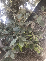 Quercus ilex