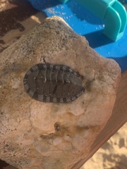 Chiton tuberculatus