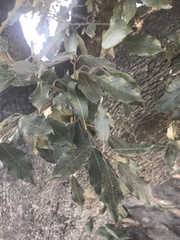 Quercus ilex
