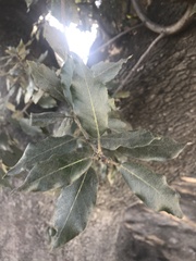 Quercus ilex