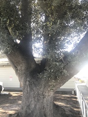 Quercus ilex