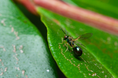 Orasema costaricensis