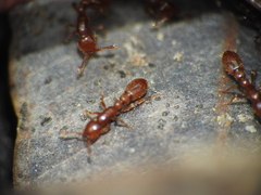 Ooceraea australis