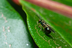 Orasema costaricensis