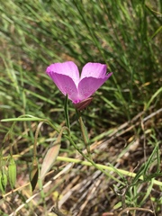 Clarkia cylindrica