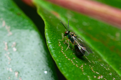 Orasema costaricensis