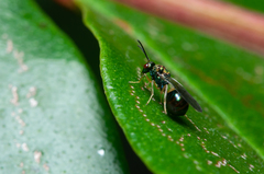 Orasema costaricensis
