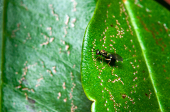 Orasema costaricensis