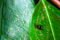 Orasema costaricensis