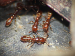 Ooceraea australis