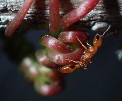 Pseudomyrmex simplex