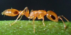 Pseudomyrmex simplex